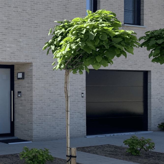 02 RA 9005 667x667 - Home